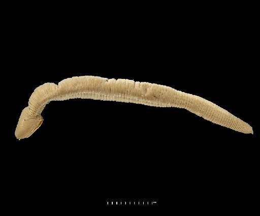 Blanchardiella fuhrmanni, a leech of the family Cylicobdellidae