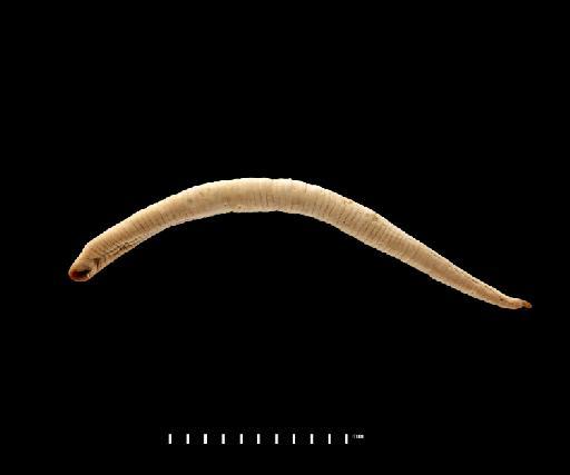 Blanchardiella octoculata, a leech of the family Cylicobdellidae
