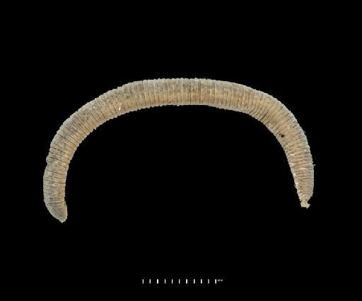 Blanchardiella paramoensis, a leech of the family Cylicobdellidae