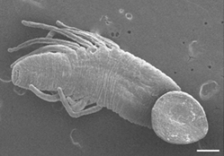 Bogabdella ringueleti, a leech of the family Ozobranchidae