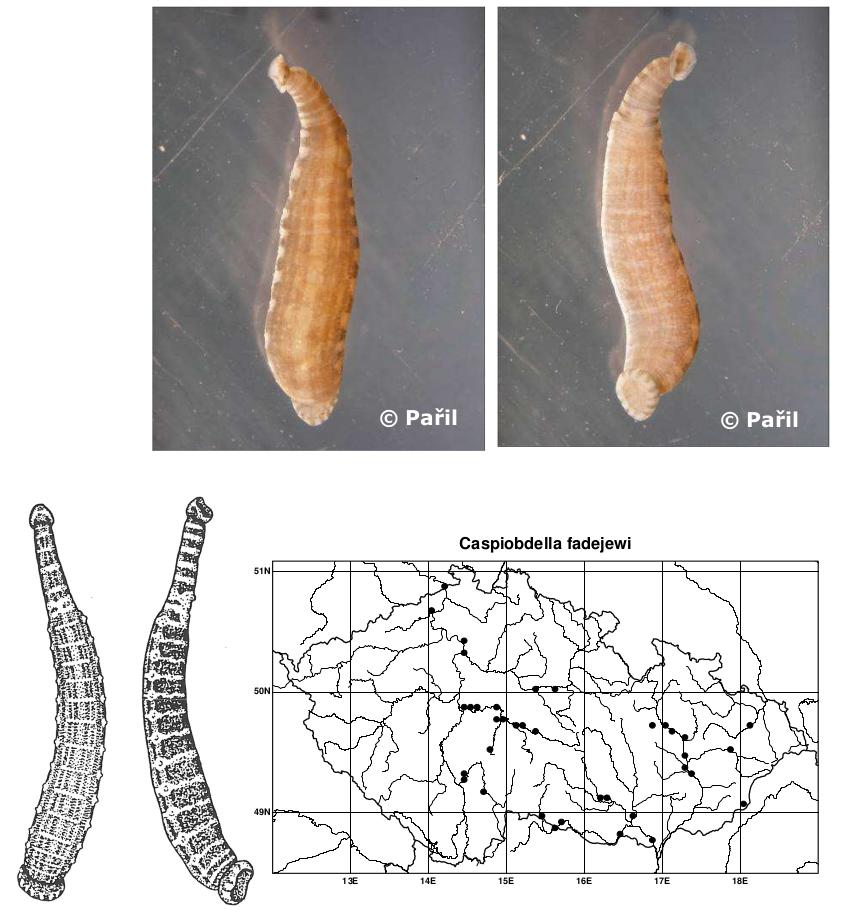 Caspiobdella fadejewi, a leech of the family Piscicolidae