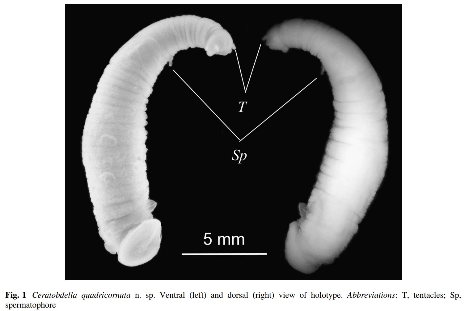 Ceratobdella quadricornuta, a leech of the family Piscicolidae