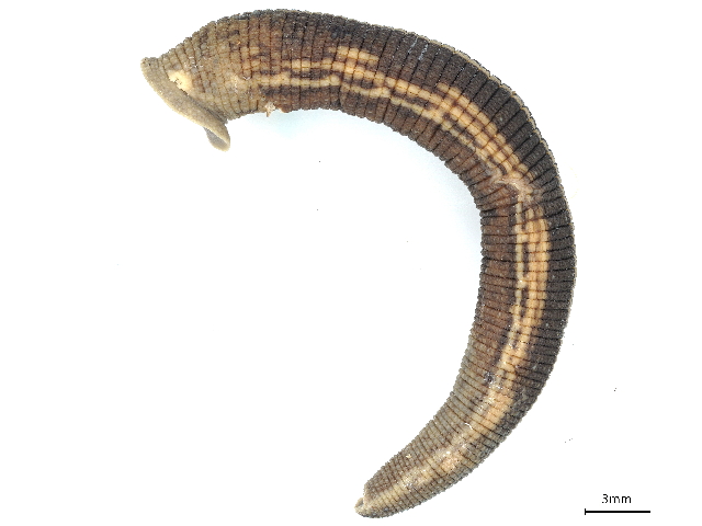 Chtonobdella bilineata, a leech of the family Haemadipsidae