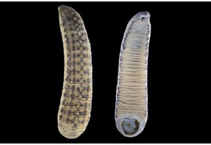 Chtonobdella catenifera, a leech of the family Haemadipsidae