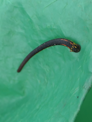 Chtonobdella limbata, a leech of the family Haemadipsidae