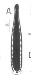 Chtonobdella nigra, a leech of the family Haemadipsidae