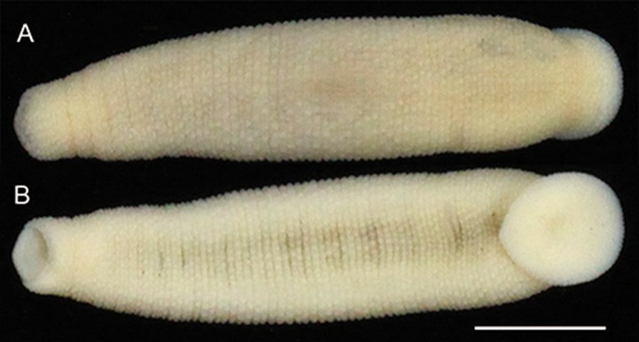 Chtonobdella palmyrae, a leech of the family Haemadipsidae