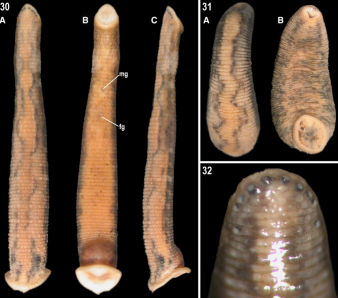 Chtonobdella tanae, a leech of the family Haemadipsidae