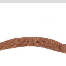 Chtonobdella whitmani, a leech of the family Haemadipsidae