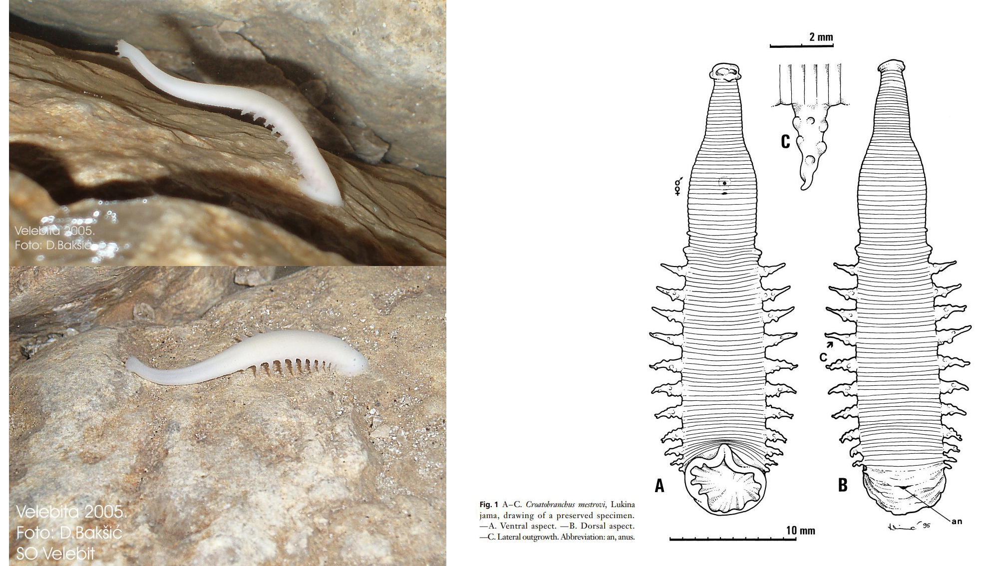 Croatobranchus mestrovi, a leech of the family Erpobdellidae