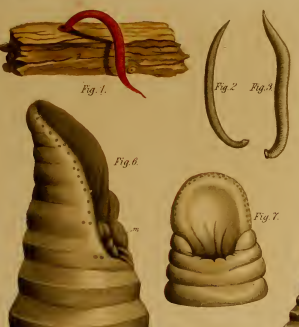 Cylicobdella coccinea, a leech of the family Cylicobdellidae