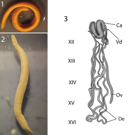 Cylicobdella costaricae, a leech of the family Cylicobdellidae