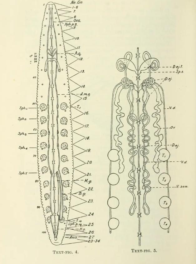 Cylicobdella joseense, a leech of the family Cylicobdellidae