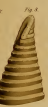 Cylicobdella lumbricoides, a leech of the family Cylicobdellidae