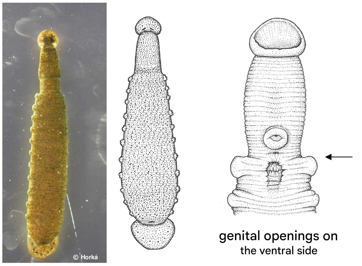Cystobranchus respirans, a leech of the family Piscicolidae