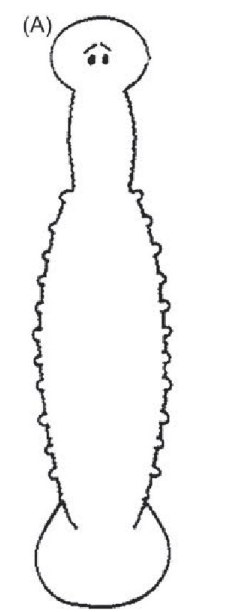 Cystobranchus verrilli, a leech of the family Piscicolidae