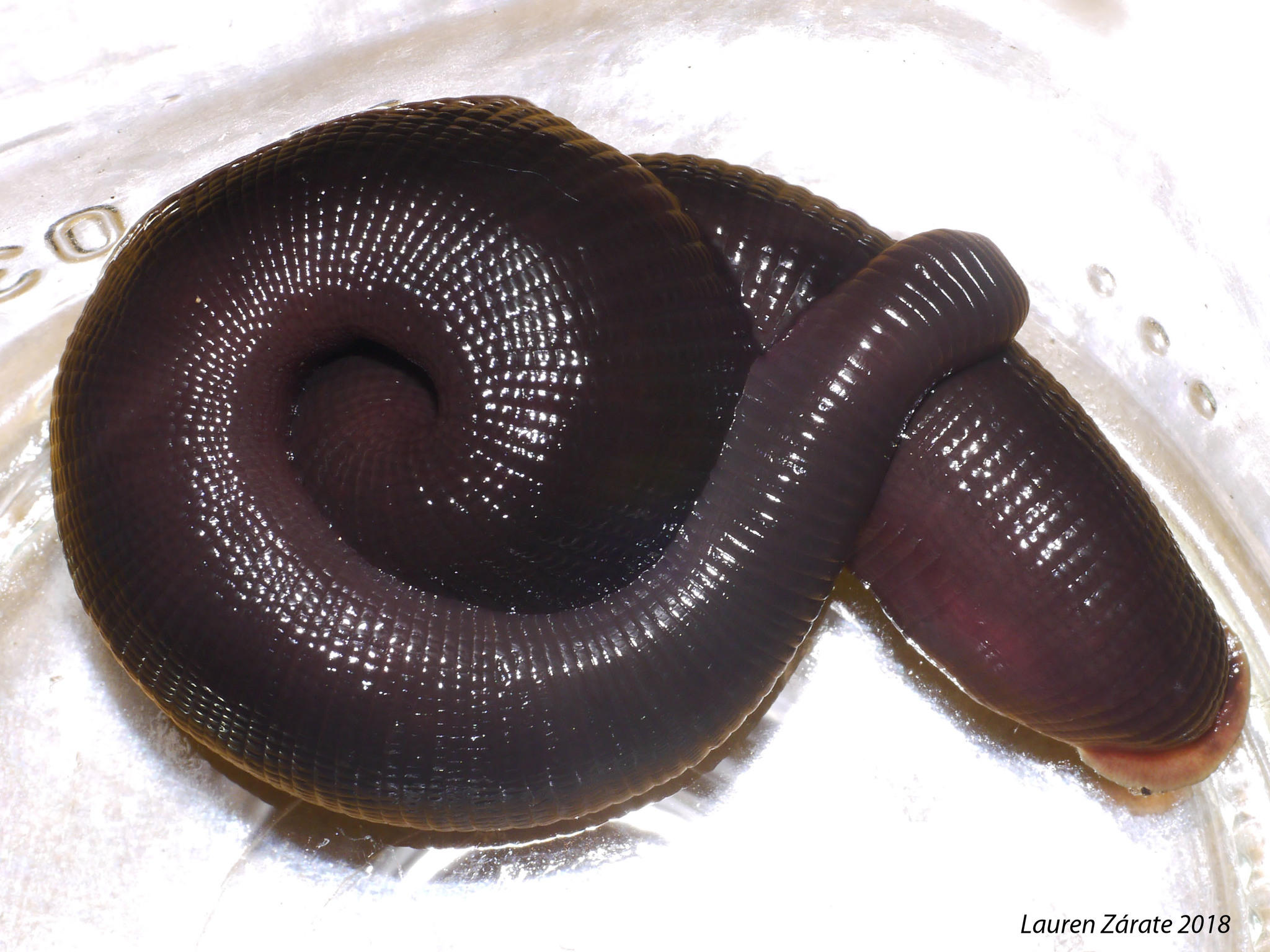 Diestecostoma magnum, a leech of the family Xerobdellidae
