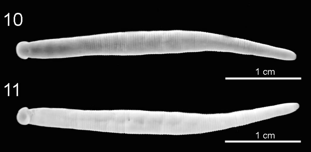 Diestecostoma octoannulatum, a leech of the family Xerobdellidae