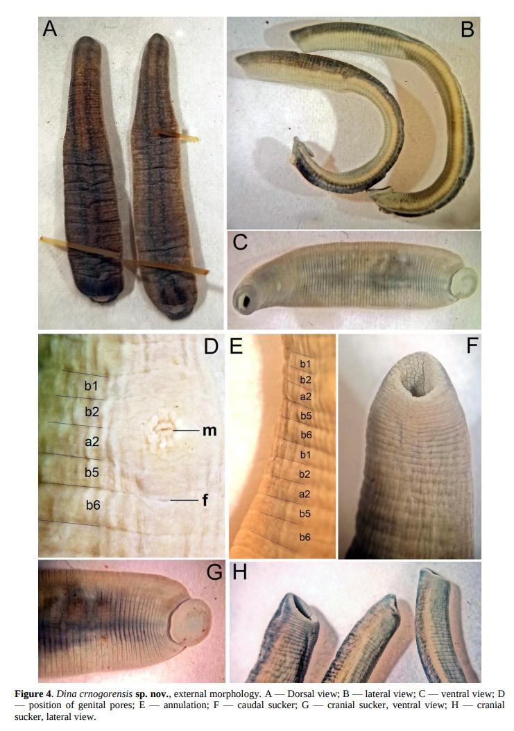 Dina crnogorensis, a leech of the family Erpobdellidae