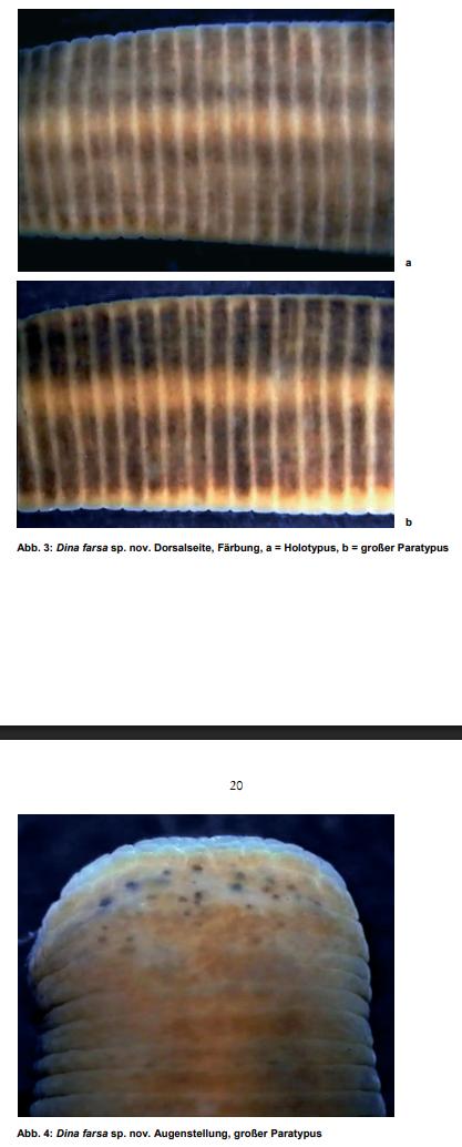 Dina farsa, a leech of the family Erpobdellidae
