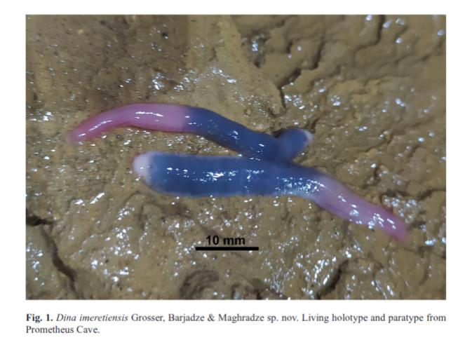 Dina imeretiensis, a leech of the family Erpobdellidae