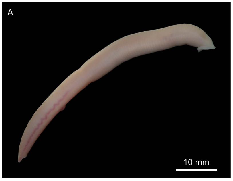 Dina lyhnida, a leech of the family Erpobdellidae