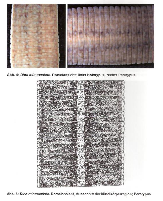 Dina minuoculata, a leech of the family Erpobdellidae
