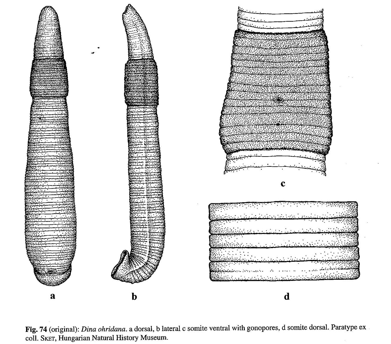 Dina ochridana, a leech of the family Erpobdellidae