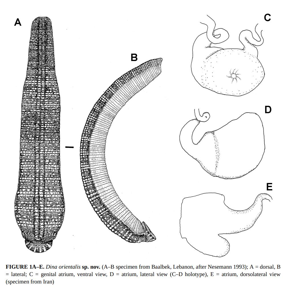 Dina orientalis, a leech of the family Erpobdellidae