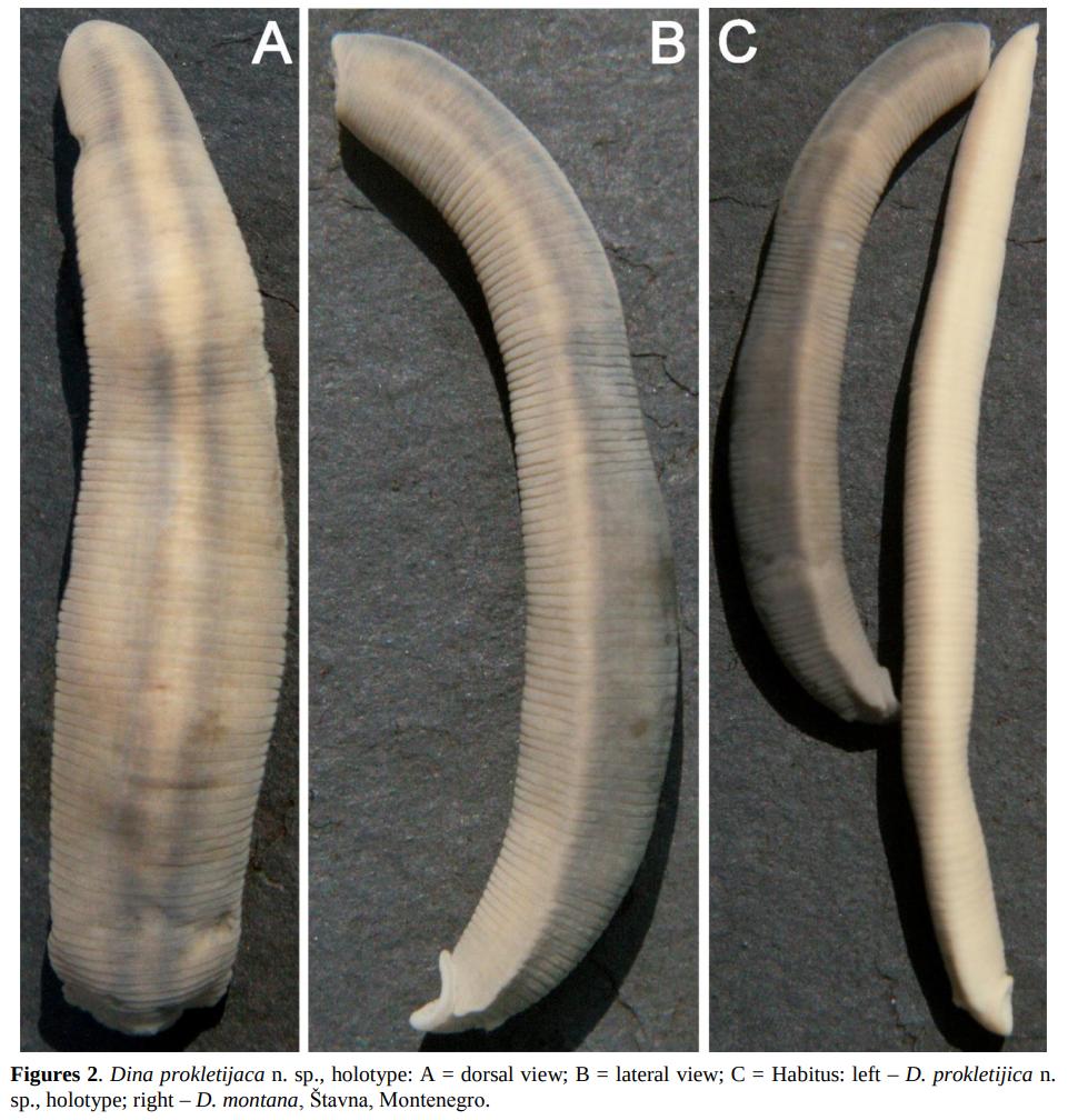 Dina prokletijaca, a leech of the family Erpobdellidae