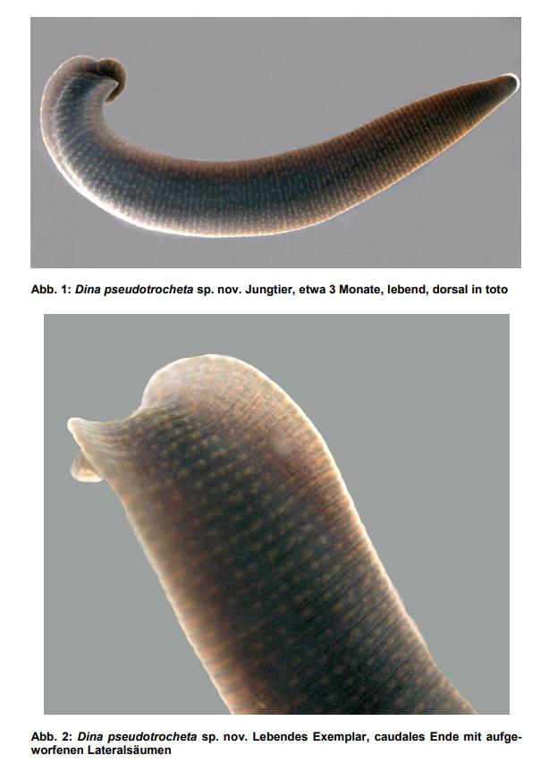 Dina pseudotrocheta, a leech of the family Erpobdellidae