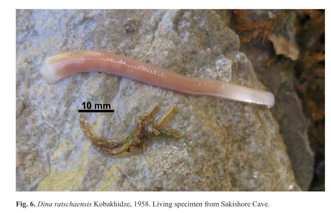 Dina ratschaensis, a leech of the family Erpobdellidae