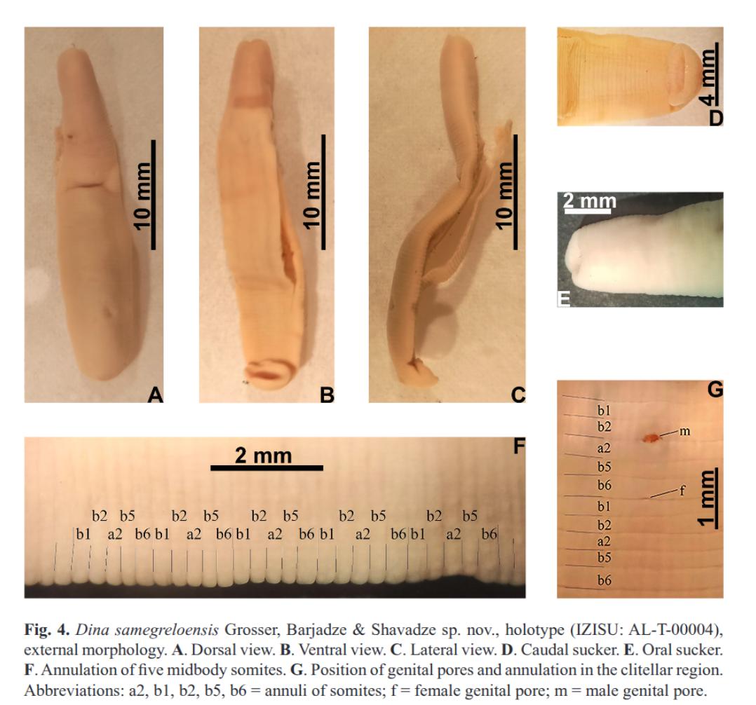 Dina samegreloensis, a leech of the family Erpobdellidae
