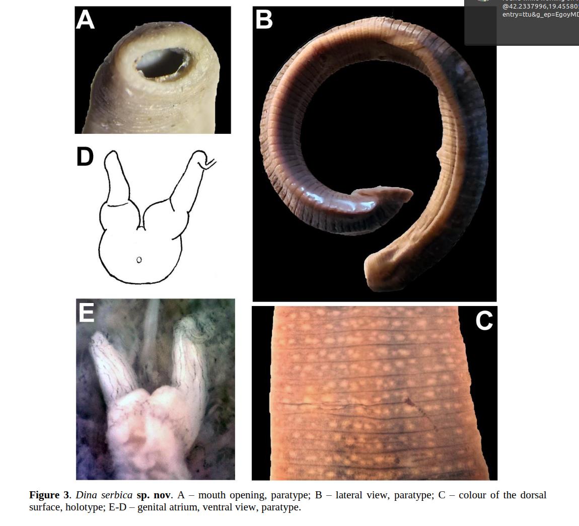 Dina serbica, a leech of the family Erpobdellidae
