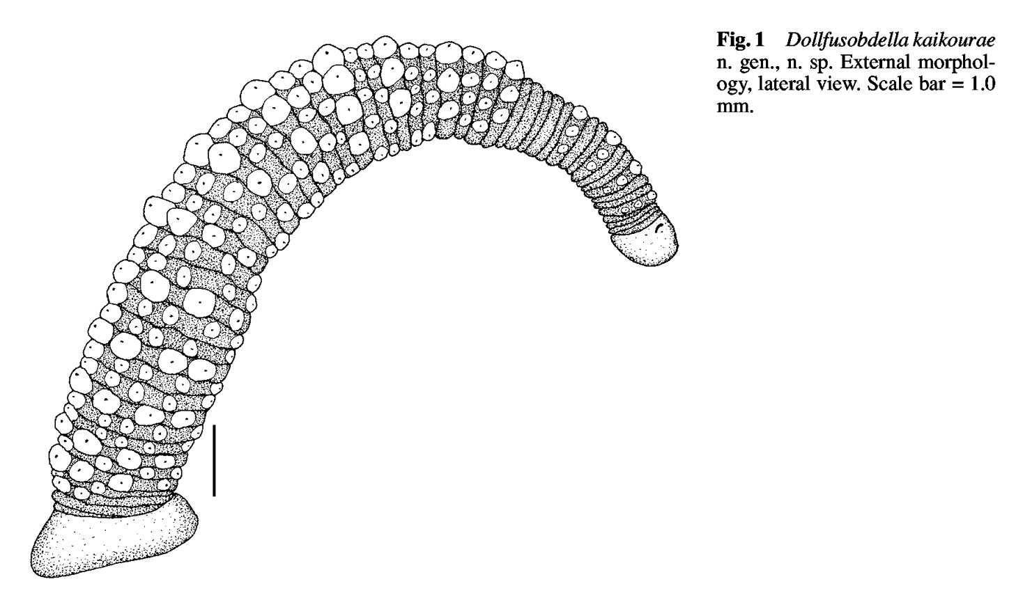Dollfusobdella kaikourae, a leech of the family Piscicolidae