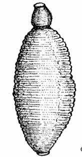 Epsteinia alba, a leech of the family Piscicolidae