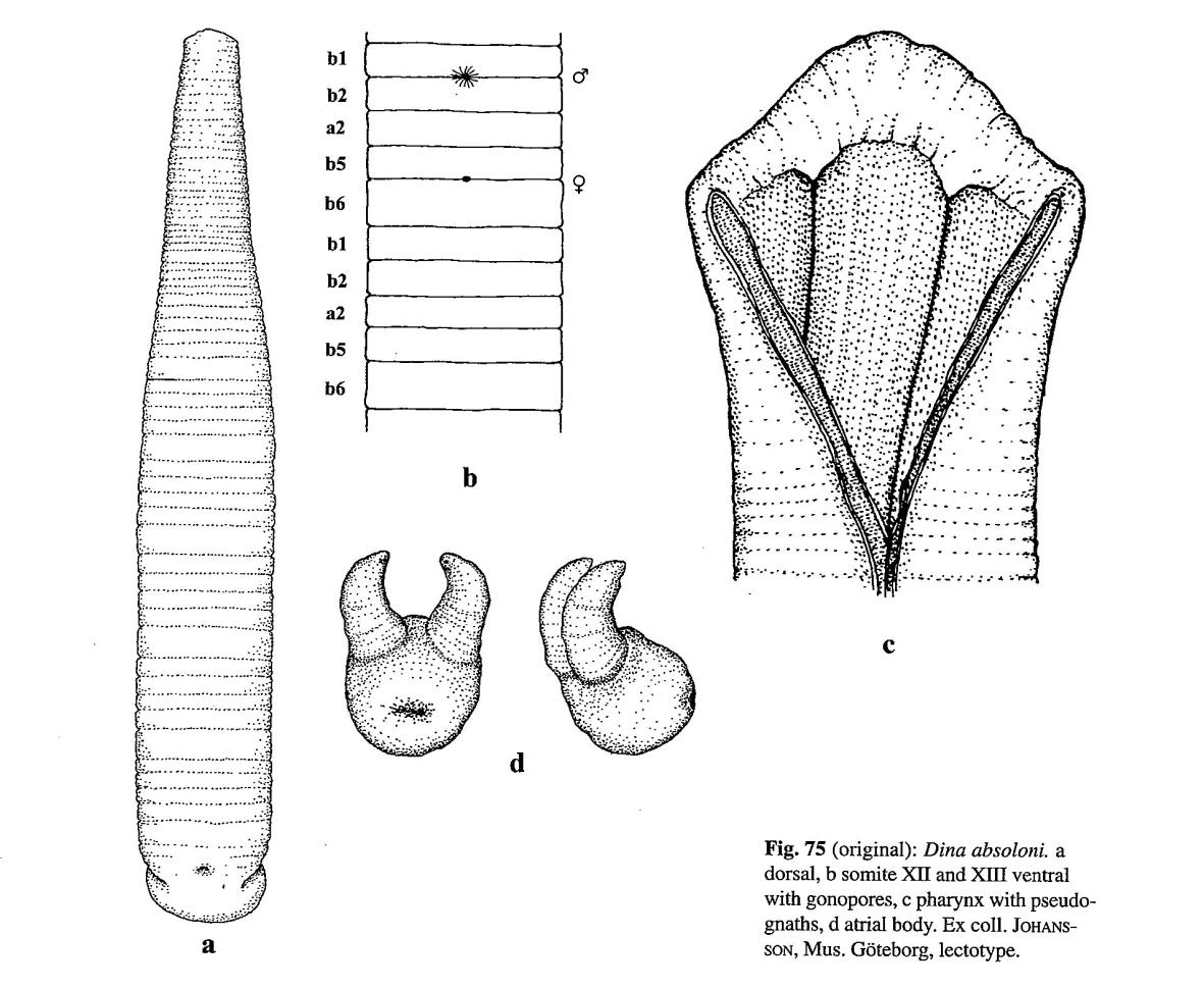 Erpobdella absoloni, a leech of the family Erpobdellidae