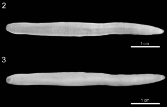 Erpobdella adani, a leech of the family Erpobdellidae
