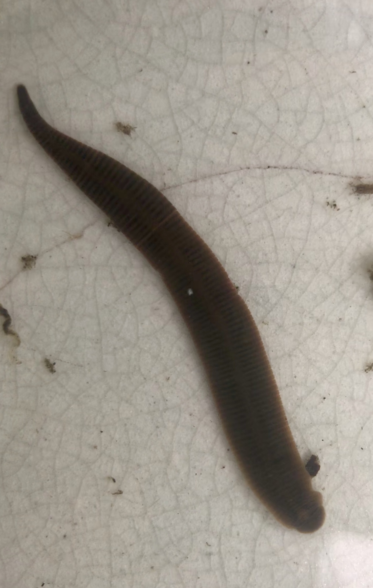 Erpobdella annulata, a leech of the family Erpobdellidae