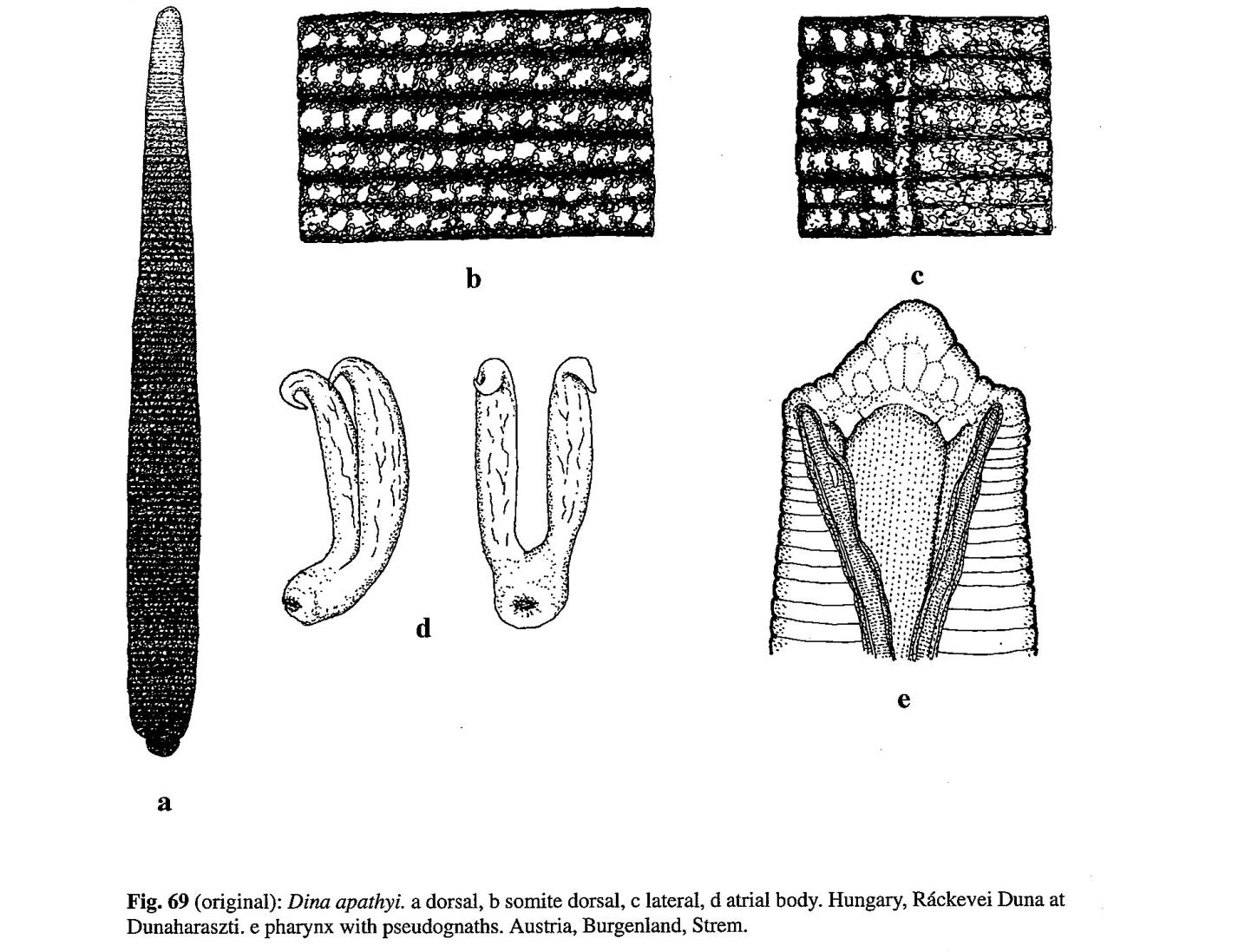 Erpobdella apathyi, a leech of the family Erpobdellidae