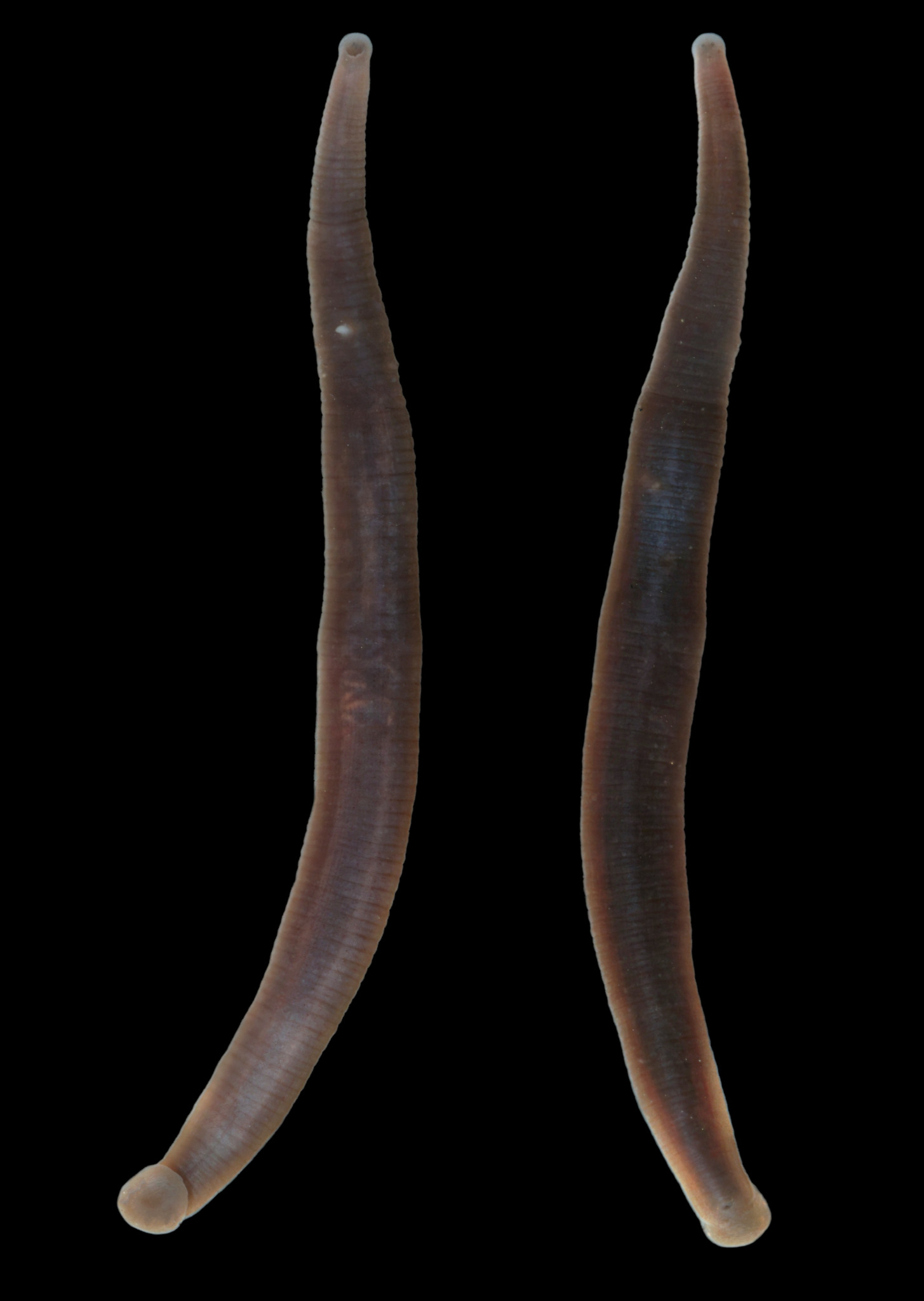 Erpobdella haddonensis, a leech of the family Erpobdellidae