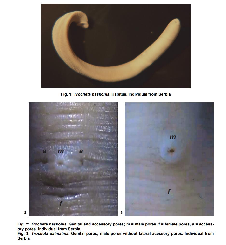 Erpobdella haskonis, a leech of the family Erpobdellidae