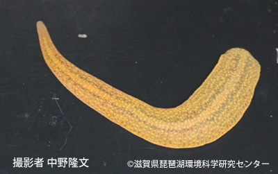 Erpobdella japonica, a leech of the family Erpobdellidae