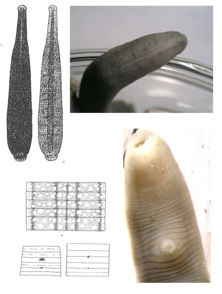 Erpobdella johanssoni, a leech of the family Erpobdellidae