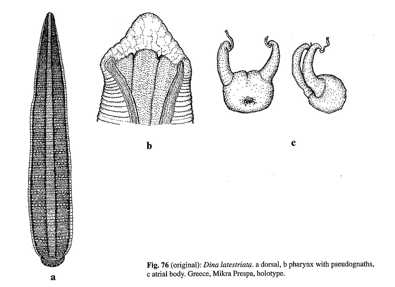 Erpobdella latestriata, a leech of the family Erpobdellidae