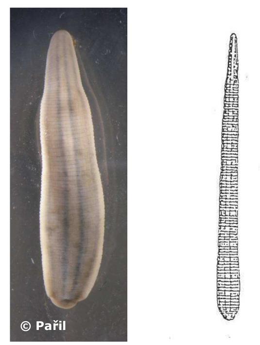 Erpobdella lineata, a leech of the family Erpobdellidae