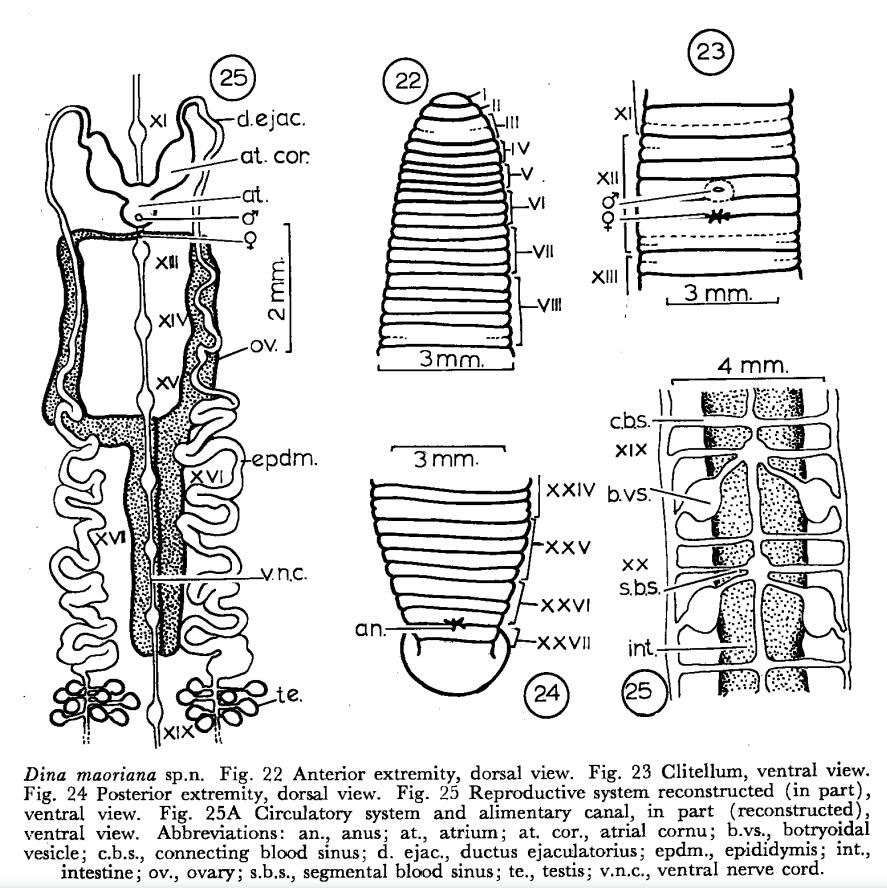 Erpobdella maoriana, a leech of the family Erpobdellidae