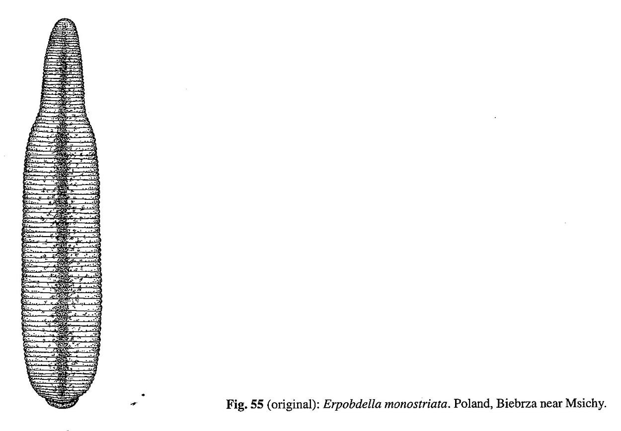 Erpobdella monostriata, a leech of the family Erpobdellidae