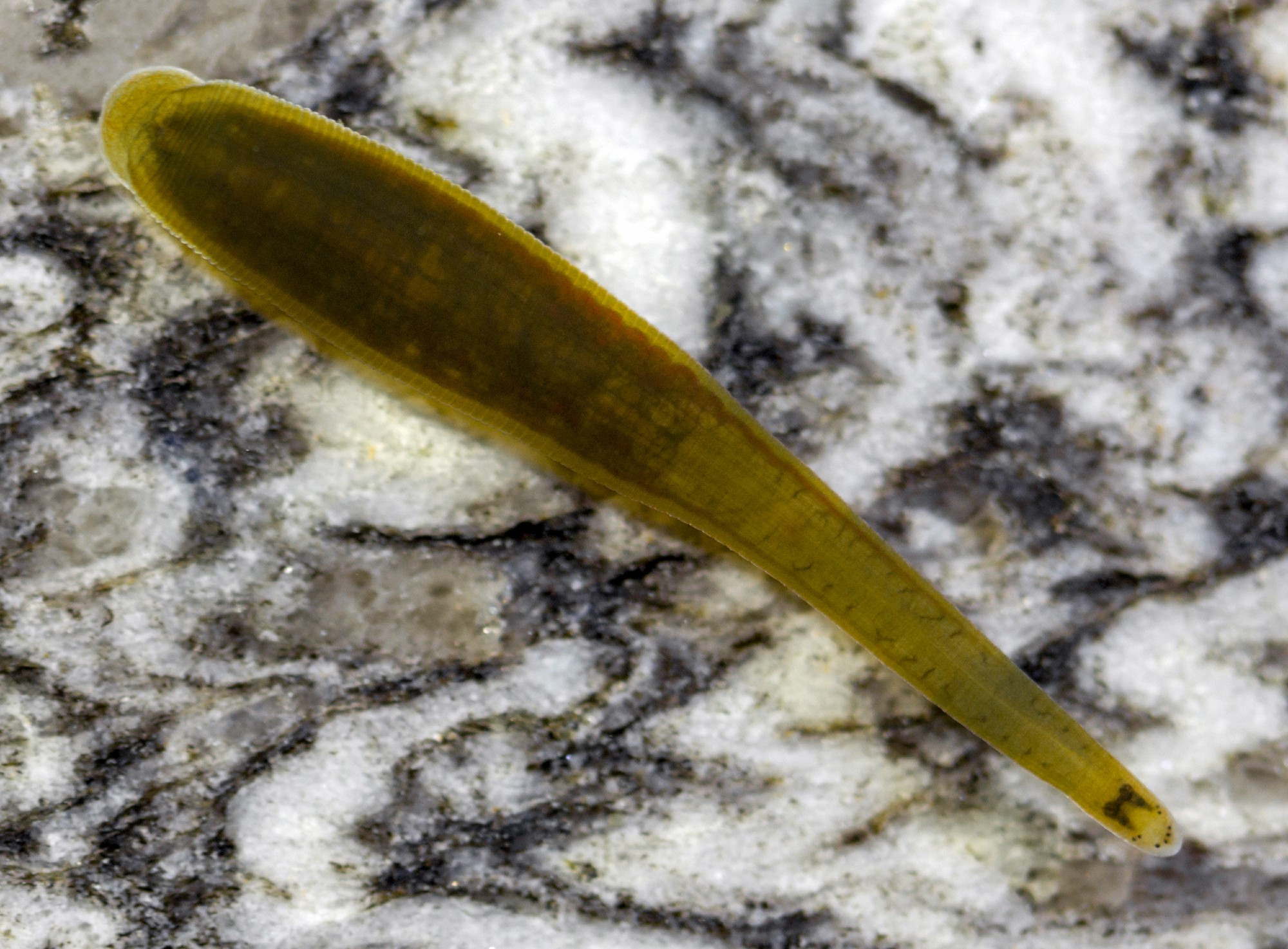 Erpobdella nigricollis, a leech of the family Erpobdellidae