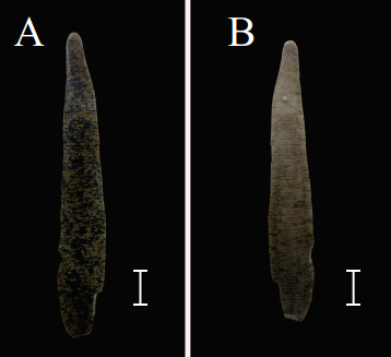 Erpobdella obscura, a leech of the family Erpobdellidae